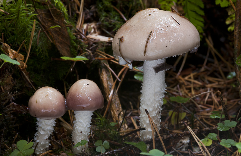 Stropharia hornemannii